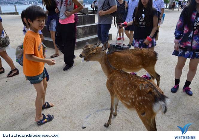 10 Hòn Đảo Thiên Đường cho động vật trên thế giới 10 Hòn Đảo Thiên Đường cho động vật trên thế giới