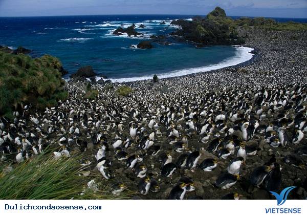 Những Hòn Đảo Thiên Đường cho động vật trên thế giới Những Hòn Đảo Thiên Đường cho động vật trên thế giới