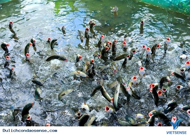 Những chương trình độc lạ hút khách Tây ở Việt Nam - Ảnh 4