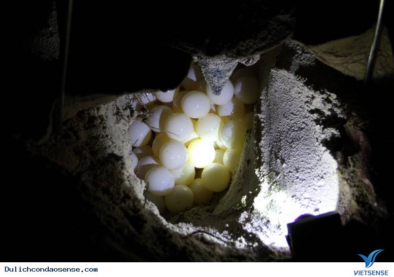 Những Trải Nghiệm Ấn Tượng Nhất Cho Người Lần Đầu Đến Với Côn Đảo - Ảnh 6