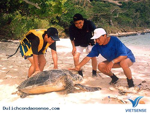 Xem rùa đẻ trứng