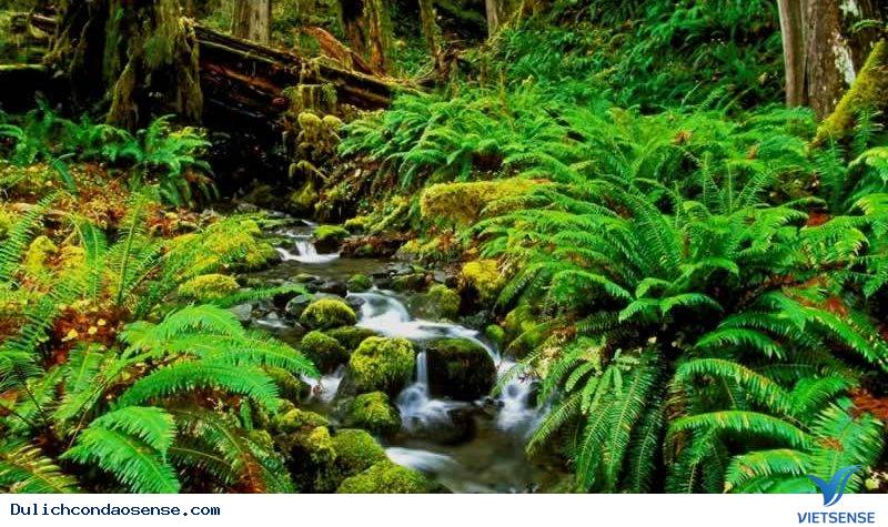 Vườn quốc gia Côn Đảo