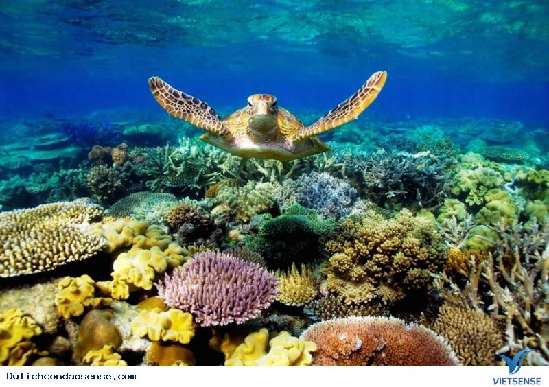 Rùa biển Việt Nam có nguy cơ tuyệt chủng - Ảnh 2 Rùa biển Việt Nam có nguy cơ tuyệt chủng - Ảnh 2