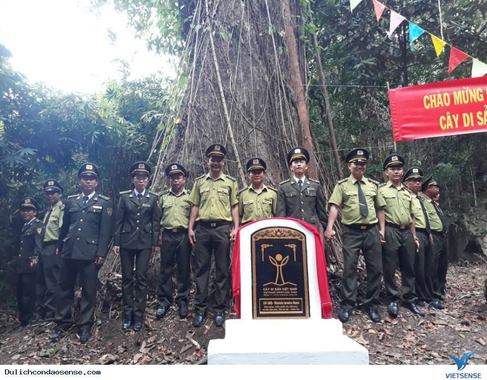 Thêm 3 cây cổ thụ là cây di sản ở Côn Đảo - Ảnh 3