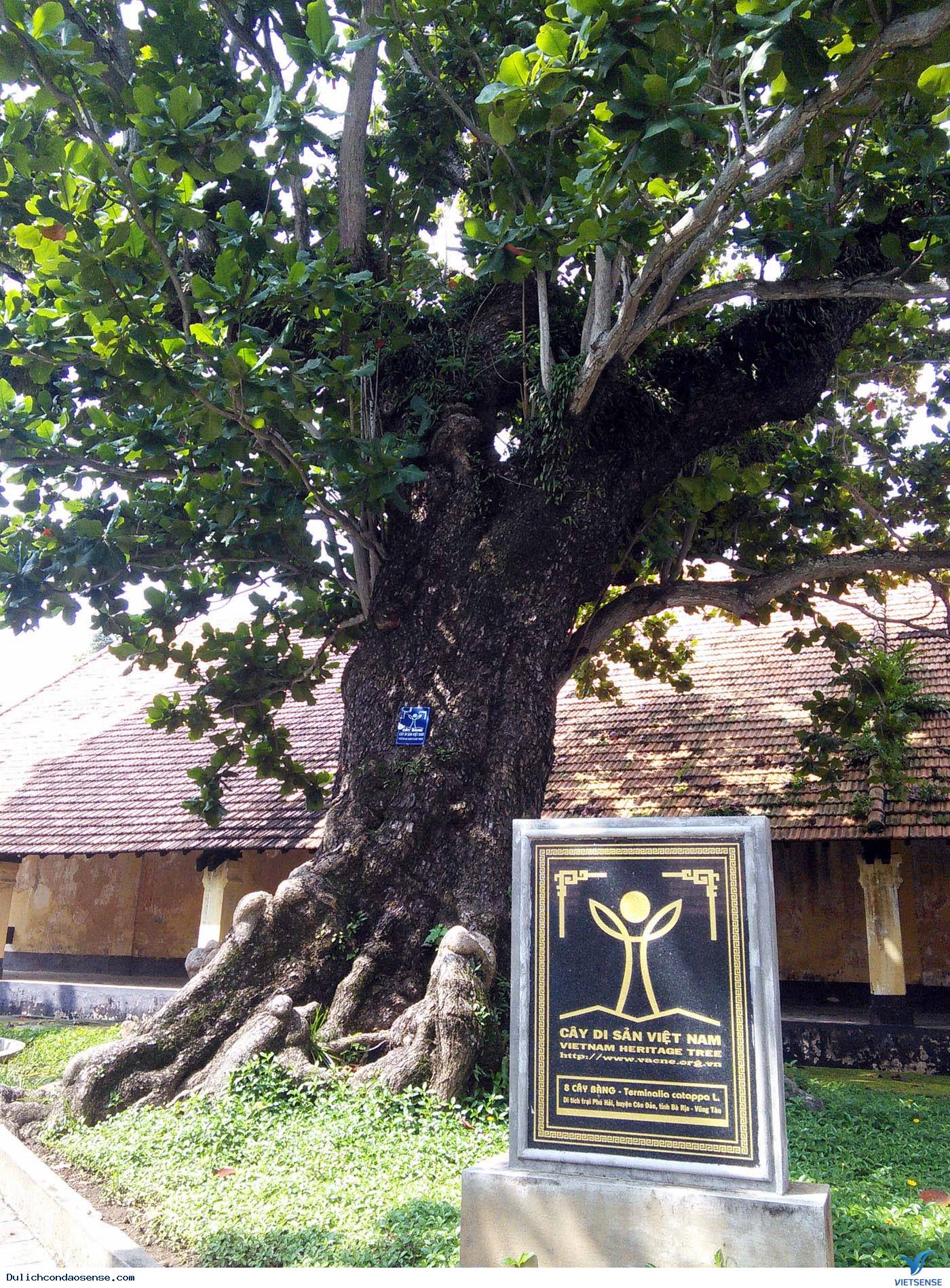 Thêm 3 cây cổ thụ là cây di sản ở Côn Đảo - Ảnh 1