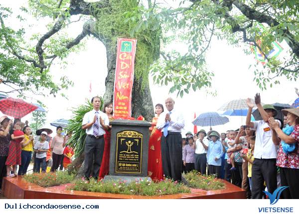 Thêm 3 cây cổ thụ là cây di sản ở Côn Đảo - Ảnh 2