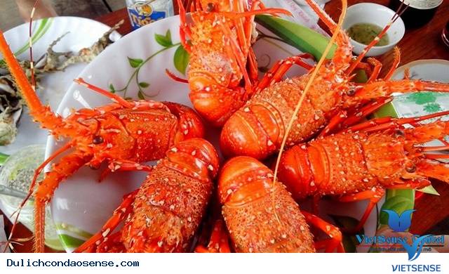 tôm hùm đỏ, côn đảo tôm hùm đỏ, côn đảo
