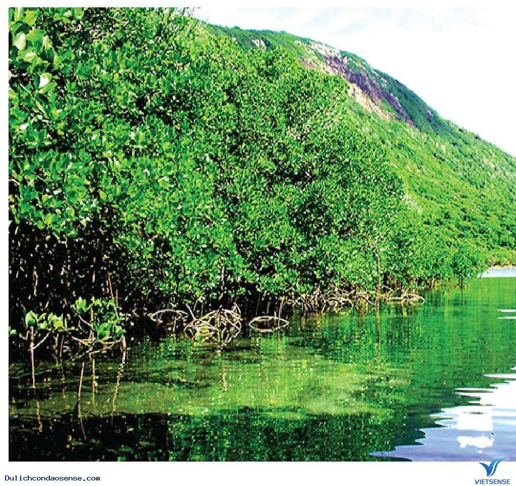 Tổng quan về Vườn quốc gia Côn Đảo - Ảnh 2