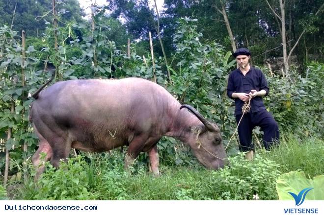 Trải nghiệm chăn trâu bắt cá ở Thái Nguyên của khách thăm quan - Ảnh 4 Trải nghiệm chăn trâu bắt cá ở Thái Nguyên của khách thăm quan - Ảnh 4