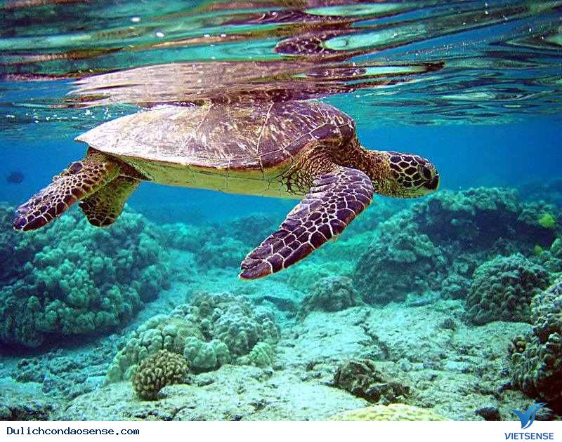 Trải nghiệm mùa hè tại Côn Đảo - Ảnh 4