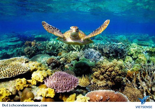 Vì sao phải chọn một công ty lữ hành uy tín, khi tham gia hành trình đến Côn Đảo - Ảnh 5