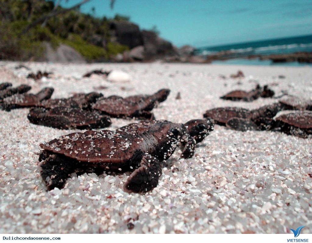 Xem rùa đẻ trứng Xem rùa đẻ trứng