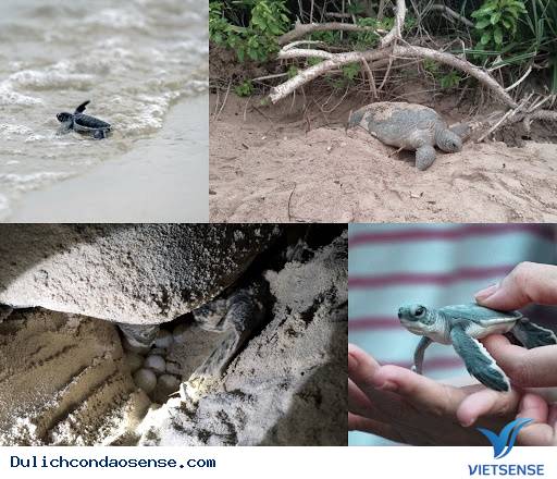 Xem Vích Đẻ Xem Vích Đẻ